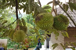 Sahara Durian Farm image
