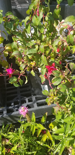 Hardware Store «Johnsons Home & Garden», reviews and photos, 26625 Maple Valley Black Diamond Rd SE, Maple Valley, WA 98038, USA