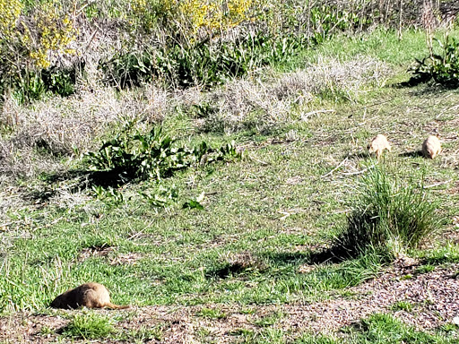 Park «Westminster City Park», reviews and photos, 10455 N Sheridan Blvd, Westminster, CO 80020, USA