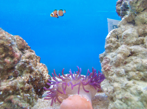 Pet Supply Store «Petco Animal Supplies», reviews and photos, 911 N Stratford Rd c, Moses Lake, WA 98837, USA