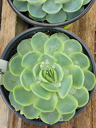 Florist «Cambria Nursery & Florist», reviews and photos, 2801 Eton Rd, Cambria, CA 93428, USA