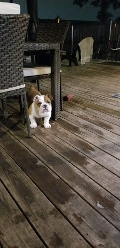 Pet Supply Store «Pet Supplies Plus», reviews and photos, 1031 Northwest Hwy, Garland, TX 75041, USA