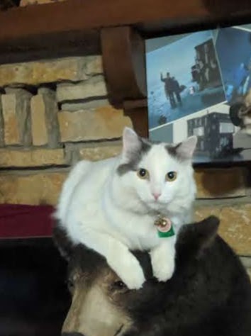 Pet Supply Store «Pet Supplies Plus», reviews and photos, 4505 S 76th St, Greenfield, WI 53220, USA