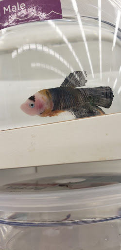 Pet Supply Store «Petco Animal Supplies», reviews and photos, 6025 Kruse Dr #159, Solon, OH 44139, USA