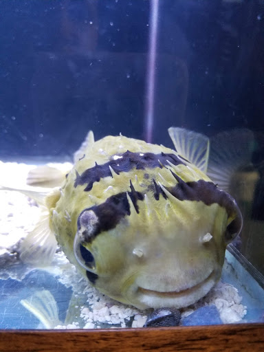 Tropical Fish Store «Beyond the Reef», reviews and photos, 205 W Golf Rd, Schaumburg, IL 60195, USA