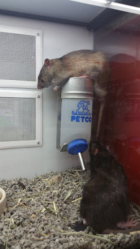 Pet Supply Store «Petco Animal Supplies», reviews and photos, 6672 Lonetree Blvd, Rocklin, CA 95765, USA