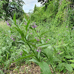 Photo n°46 de l'avis de Tobias.r fait le 07/07/2022 à 20:21 sur le  ahead burghotel à Lenzen