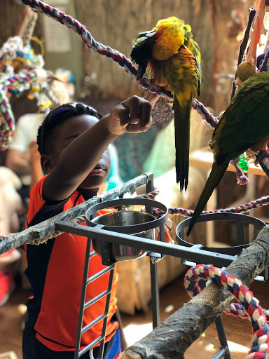 Bird Shop «Parrot & Bird Emporium Inc», reviews and photos, 360 N Westfield St, Feeding Hills, MA 01030, USA
