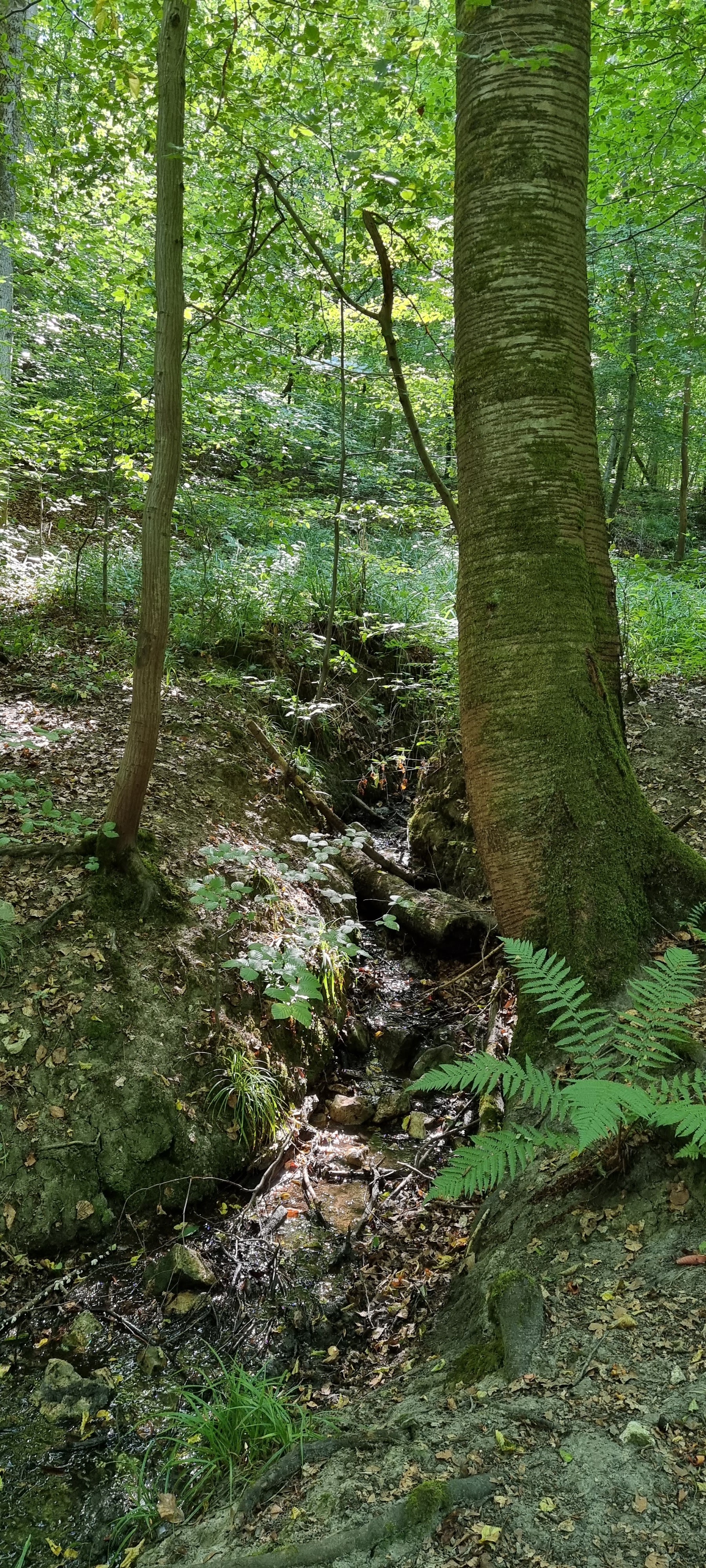 Photo n° 4 de l'avis de Keyser.� fait le 29/07/2022 à 12:15