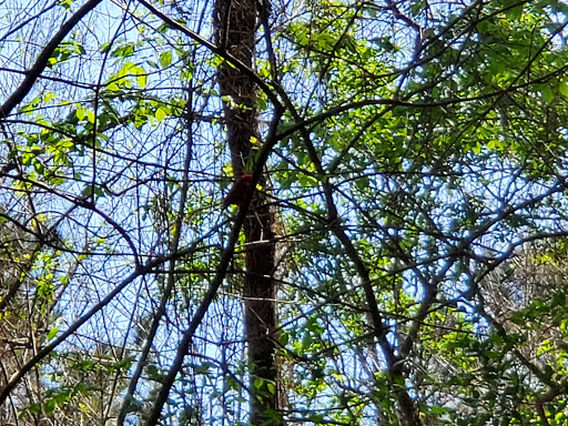 Nature Preserve «Spring Creek Greenway Nature Center», reviews and photos, 1300 Riley Fuzzel Rd, Spring, TX 77386, USA