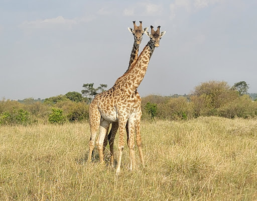 Travel Agency «Imagine Travel Vacations», reviews and photos, 313 S Greene St, Greensboro, NC 27401, USA