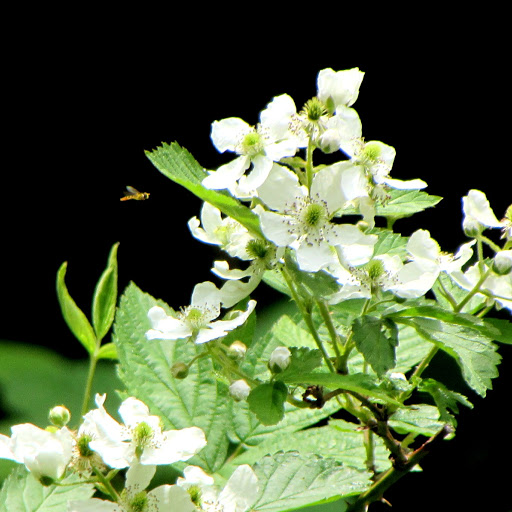 Bed & Breakfast «Red Leaf River Inn», reviews and photos, 146 Chestnut Walk Dr, Waynesville, NC 28786, USA