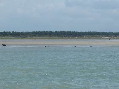 Réserve Naturelle Nationale de la Baie de Somme à Saint-Quentin-en-Tourmont