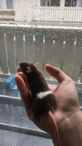 Pet Supply Store «PetSmart», reviews and photos, 2685 W Hillcrest Dr, Thousand Oaks, CA 91320, USA