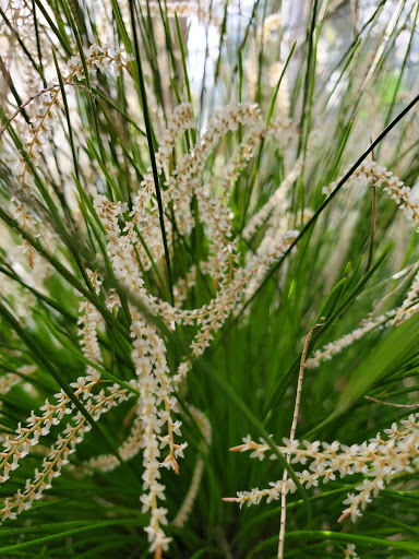 Orchard «The Orchard Shop», reviews and photos, 311 W St Joseph St, Muncie, IN 47303, USA