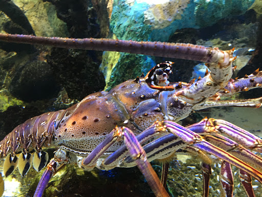 Aquarium «Mote Marine Laboratory & Aquarium», reviews and photos, 1600 Ken Thompson Pkwy, Sarasota, FL 34236, USA