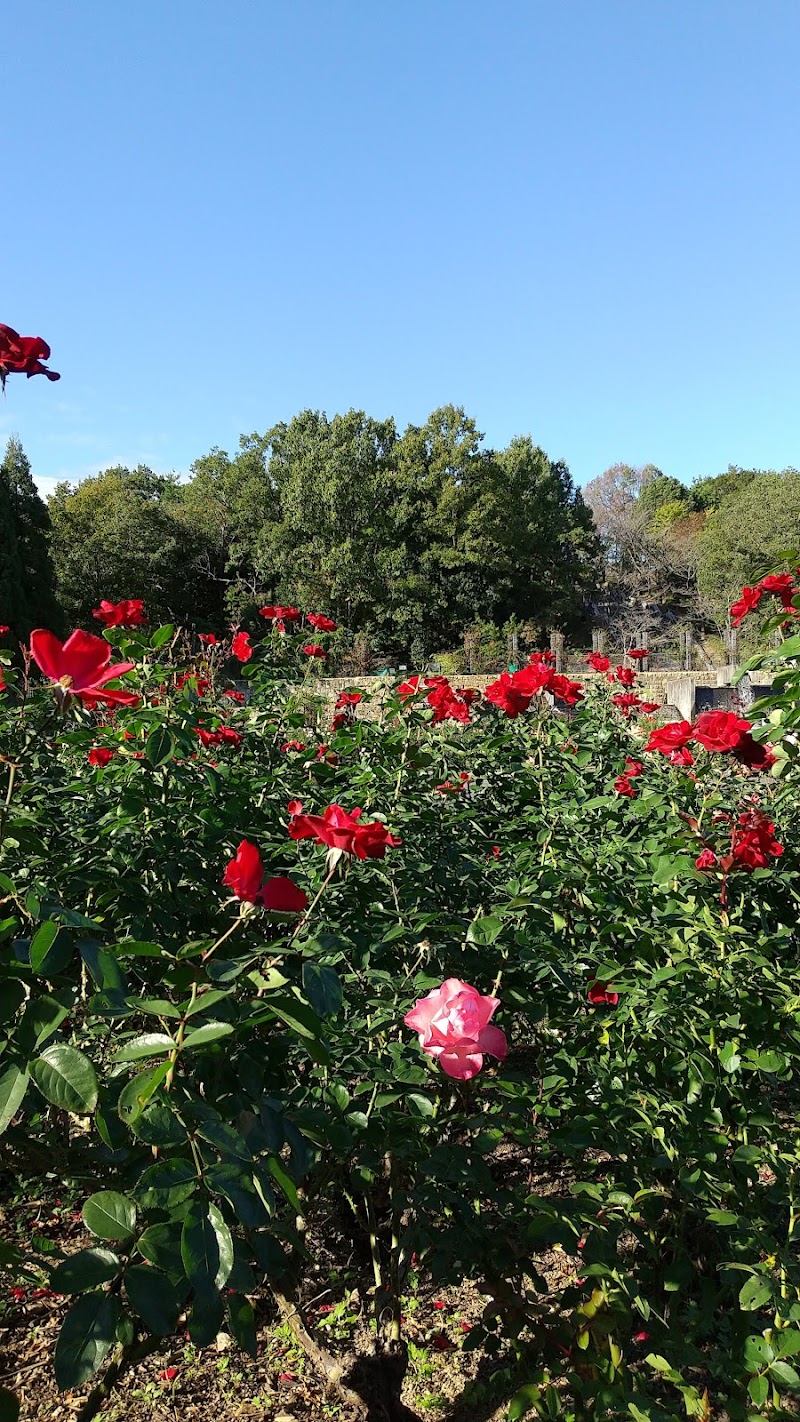 播磨中央公園バラ園 西展望所