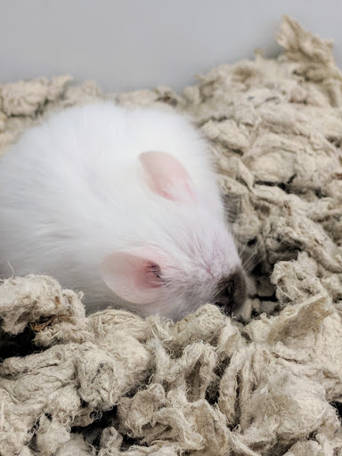 Pet Supply Store «Petco Animal Supplies», reviews and photos, 4915 E 41st St C, Tulsa, OK 74135, USA