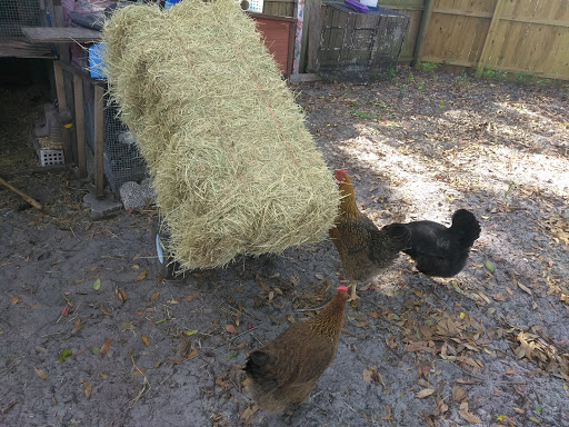 Pet Supply Store «Largo Feed & Garden Supply Inc», reviews and photos, 210 W Bay Dr, Largo, FL 33770, USA