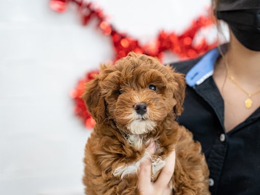 Pet Supply Store «Petland Tyler», reviews and photos, 4512 S Broadway Ave, Tyler, TX 75703, USA