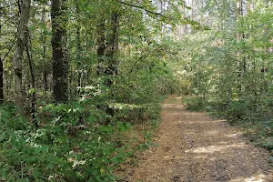 Šilinė Botanical Reserve Nature Trail image