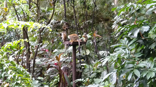El Paraíso De Las Orquídeas - El Bosque De Los Monos - Km 1 y medio vía  Quito, Troncal Amazonica Sector Yawari, Archidona, Archidona, EC - Zaubee