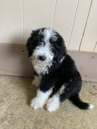 Pet Store «Puppy Palace», reviews and photos, 1250 US-130, Trenton, NJ 08638, USA