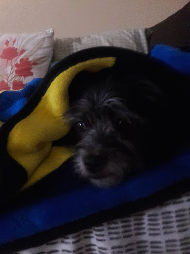 Pet Supply Store «Petland Discounts - Park Slope», reviews and photos, 510 5th Ave, Brooklyn, NY 11215, USA