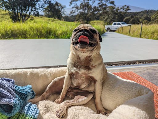 All Pets Mobile Vet Clinic image