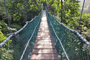 KL Forest Eco Park Canopy Walk image