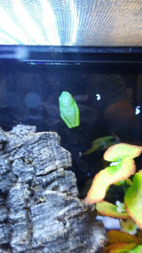 Pet Store «Pet Cove», reviews and photos, 820 E Center St, Kingsport, TN 37660, USA