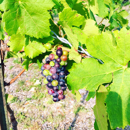 Vineyard «Bell Springs Winery», reviews and photos, 3700 Bell Springs Rd, Dripping Springs, TX 78620, USA