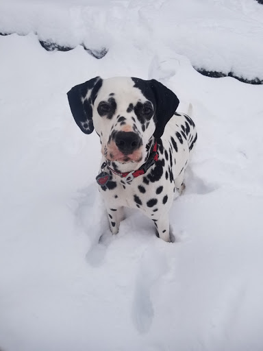 Pet Supply Store «Paddywack», reviews and photos, 15407 Main St #101, Bothell, WA 98012, USA