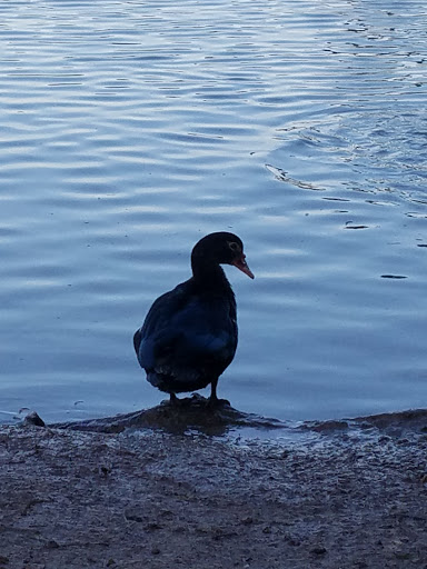 Park «Pendleton Park», reviews and photos, 1427 Morgan Blvd, Harlingen, TX 78550, USA