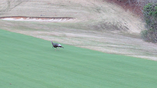 Public Golf Course «Golden Horseshoe Golf Club Green Course», reviews and photos, 651 S England St, Williamsburg, VA 23185, USA