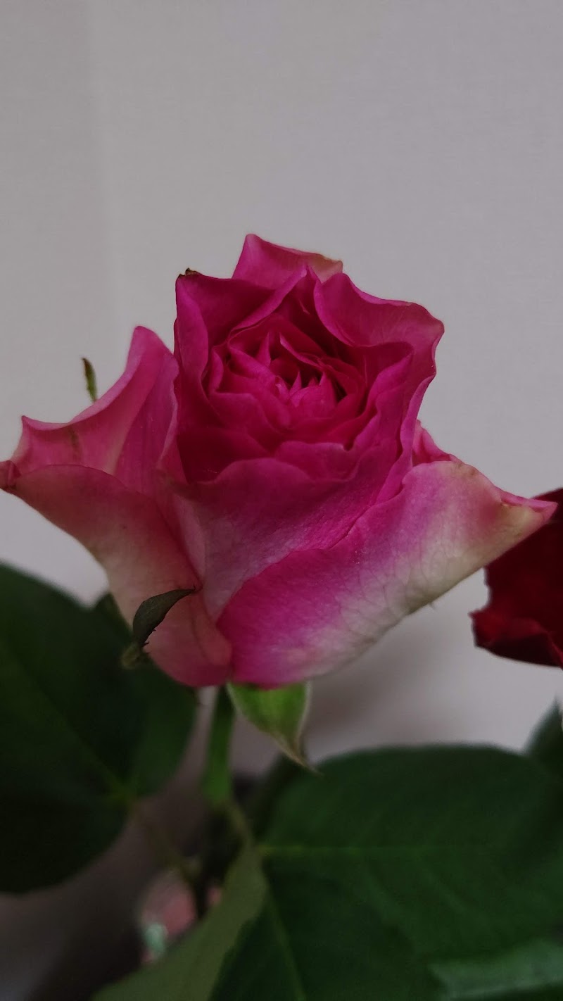 鈴木生花店 東京都江戸川区船堀 花屋 花 グルコミ