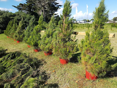 Mount Gabriel Christmas Tree Farm