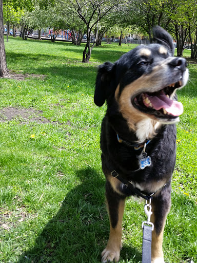 Park «Welles Park», reviews and photos, 2333 W Sunnyside Ave, Chicago, IL 60625, USA