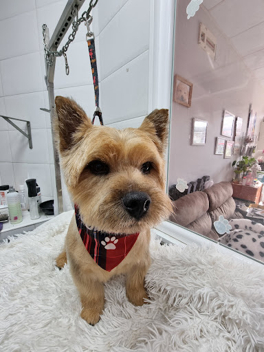 Huellas Peluqueria Canina en Limpias, Cantabria