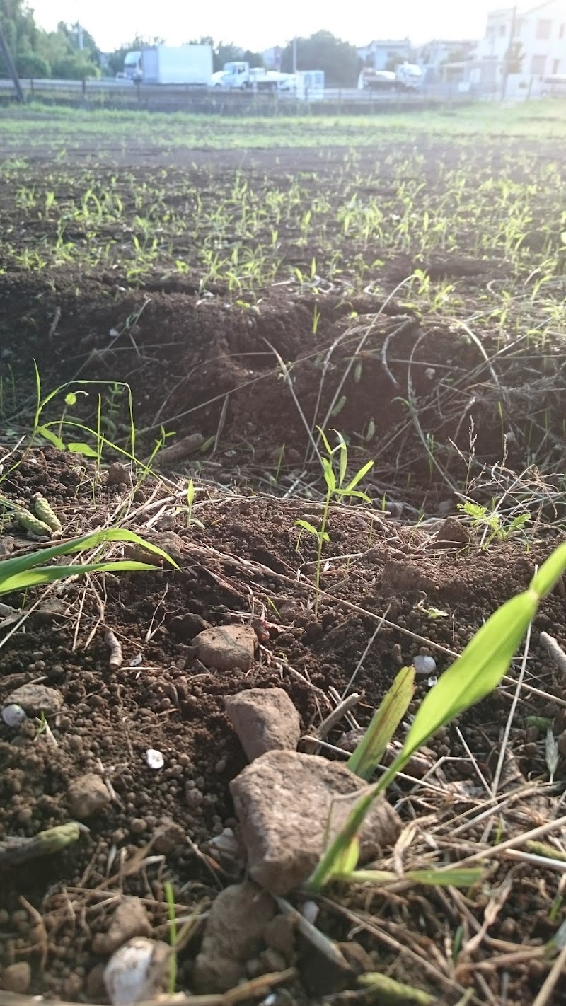 真福寺貝塚 埼玉県さいたま市岩槻区 史跡 グルコミ
