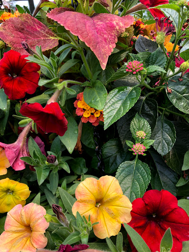 Plant Nursery «A Growing Concern Garden Center», reviews and photos, 1707 Spartanburg Hwy, Hendersonville, NC 28792, USA