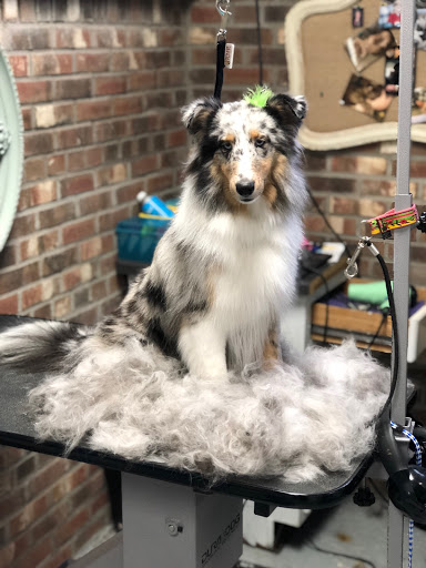 Pet Groomer «Tres Chic Pet Boutique & Le Spaw Grooming», reviews and photos, 660 Persons St, East Aurora, NY 14052, USA