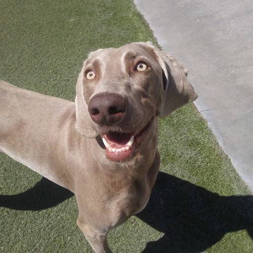 Pet Supply Store «Centinela Feed & Pet Supplies», reviews and photos, 4700 Pacific Coast Hwy, Long Beach, CA 90804, USA