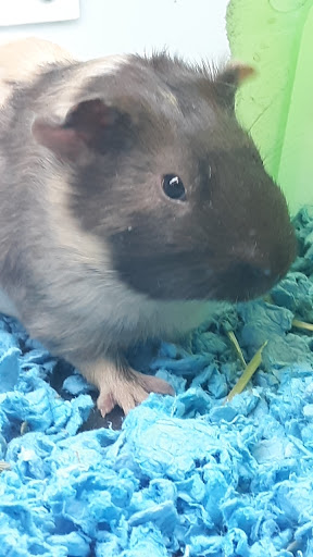 Pet Supply Store «Pet Supplies Plus», reviews and photos, 1206 W Dundee Rd, Buffalo Grove, IL 60089, USA