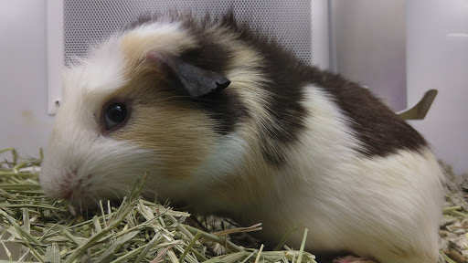 Pet Supply Store «Petco Animal Supplies», reviews and photos, 8010 Wedgewood Ln N, Maple Grove, MN 55369, USA