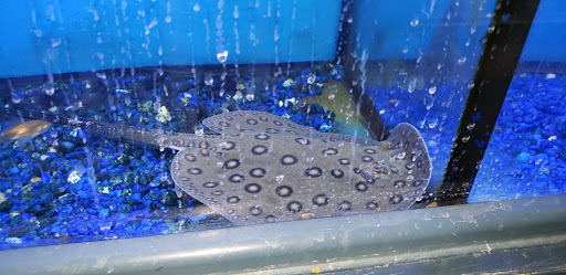 Pet Store «Pet Junction», reviews and photos, 146 NH-108, Dover, NH 03820, USA