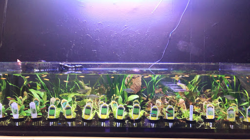 Tropical Fish Store «Fishy Business Aquatics», reviews and photos, 4202 S Cleveland Ave, Fort Myers, FL 33901, USA