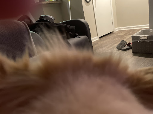 Pet Supply Store «EarthWise Pet», reviews and photos, 4880 Lower Roswell Rd #10, Marietta, GA 30068, USA