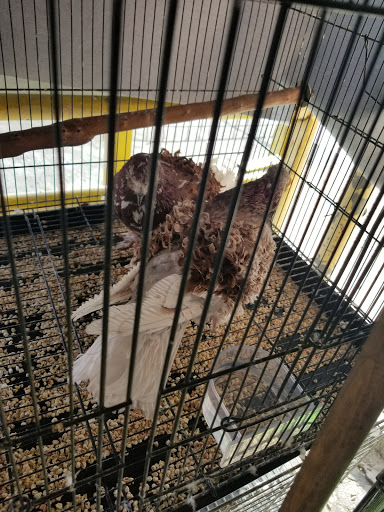 Pet Store «Pet Source 1901», reviews and photos, 1901 W 8th St B, Los Angeles, CA 90057, USA