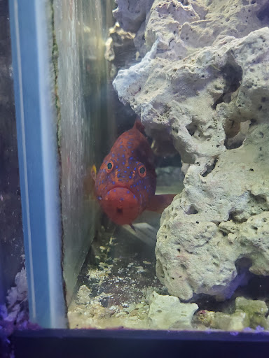 Tropical Fish Store «Tropi-Quatics Pet Center», reviews and photos, 337 S Main St, Lombard, IL 60148, USA